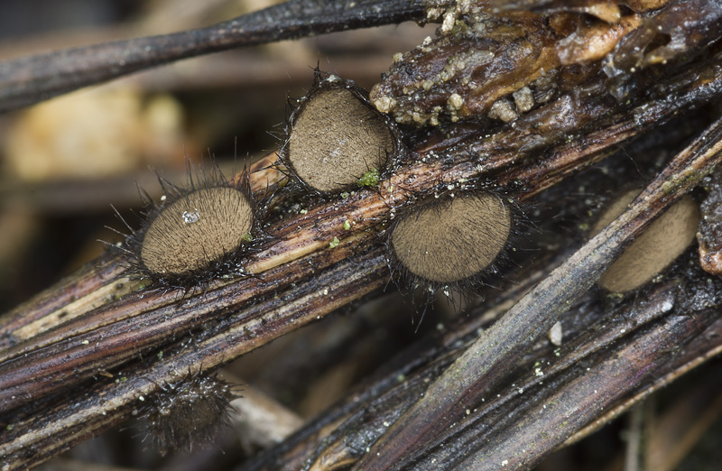 Desmazierella acicola